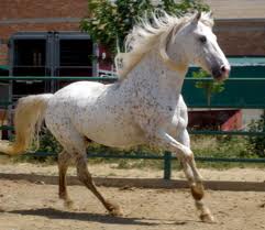 Iberian Horses